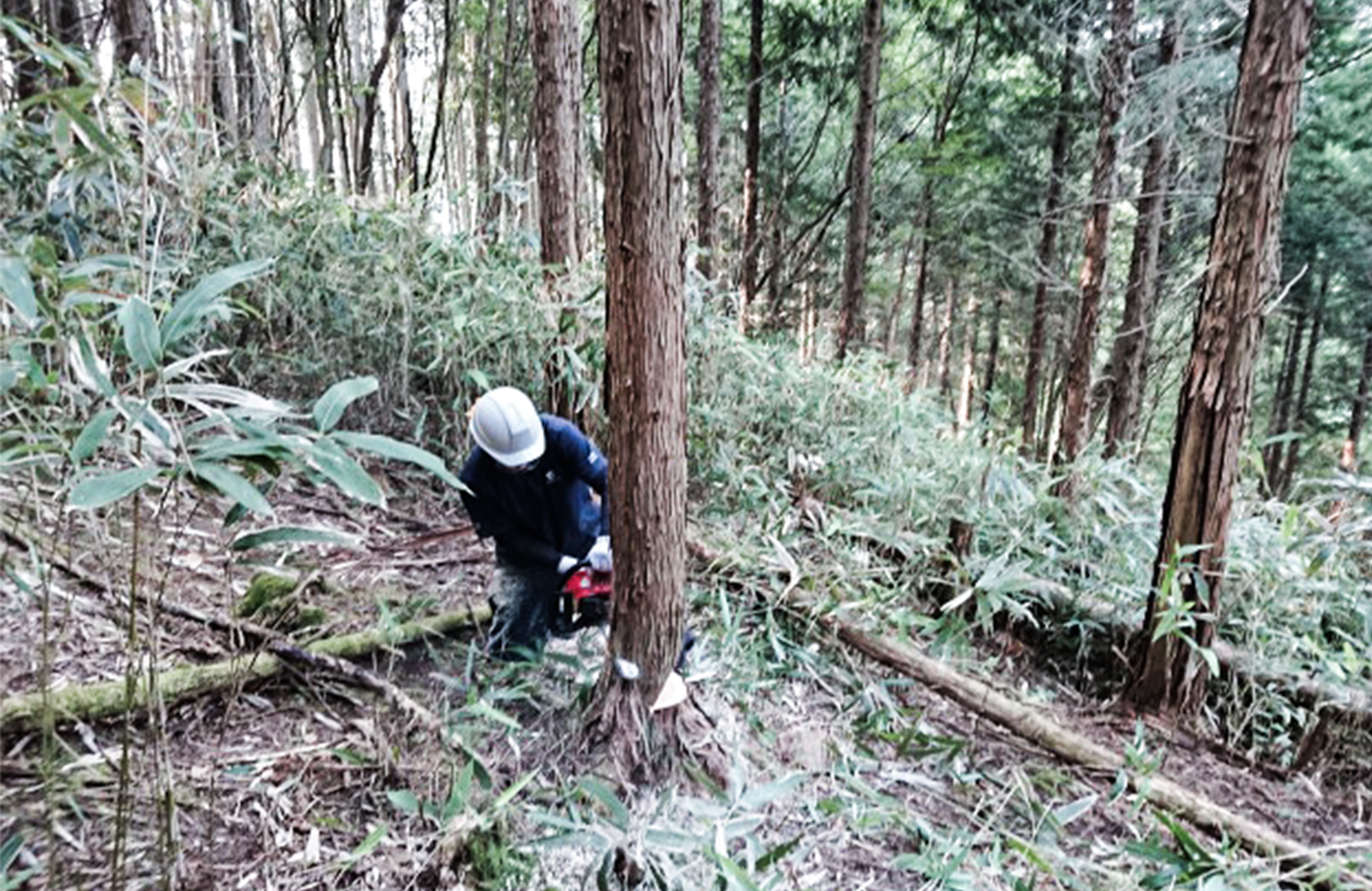 間伐の画像1